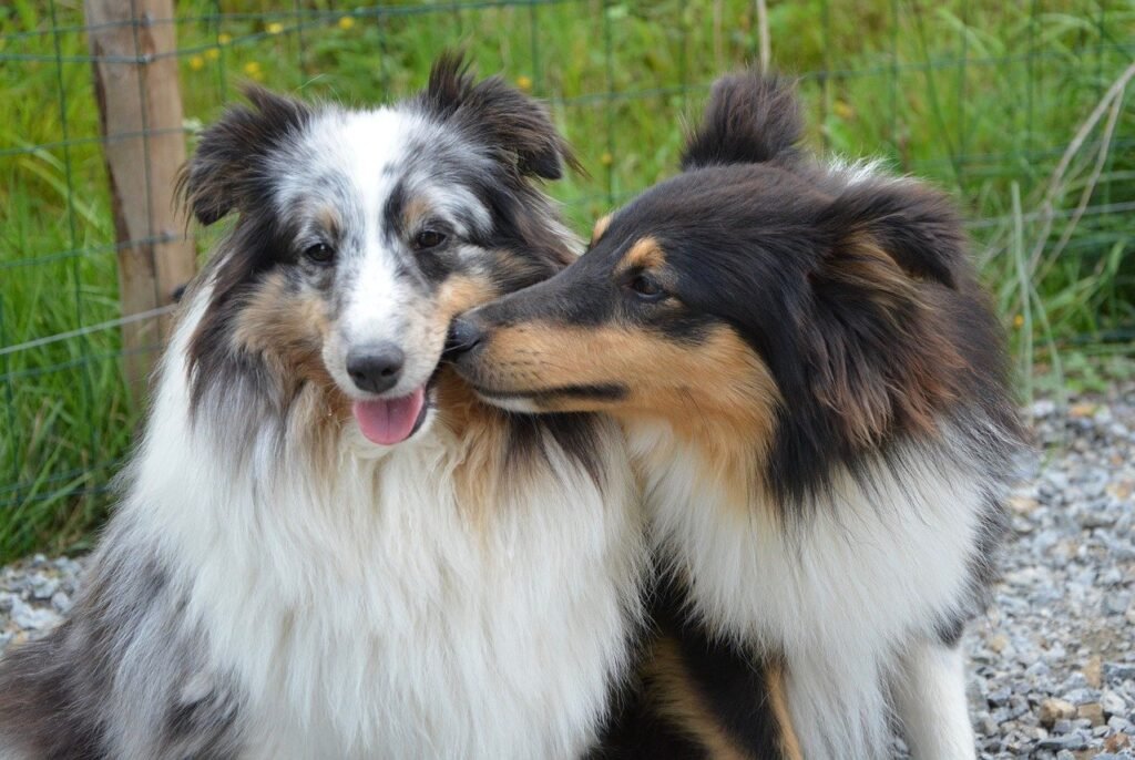 dogs for art and photography - kissing dogs