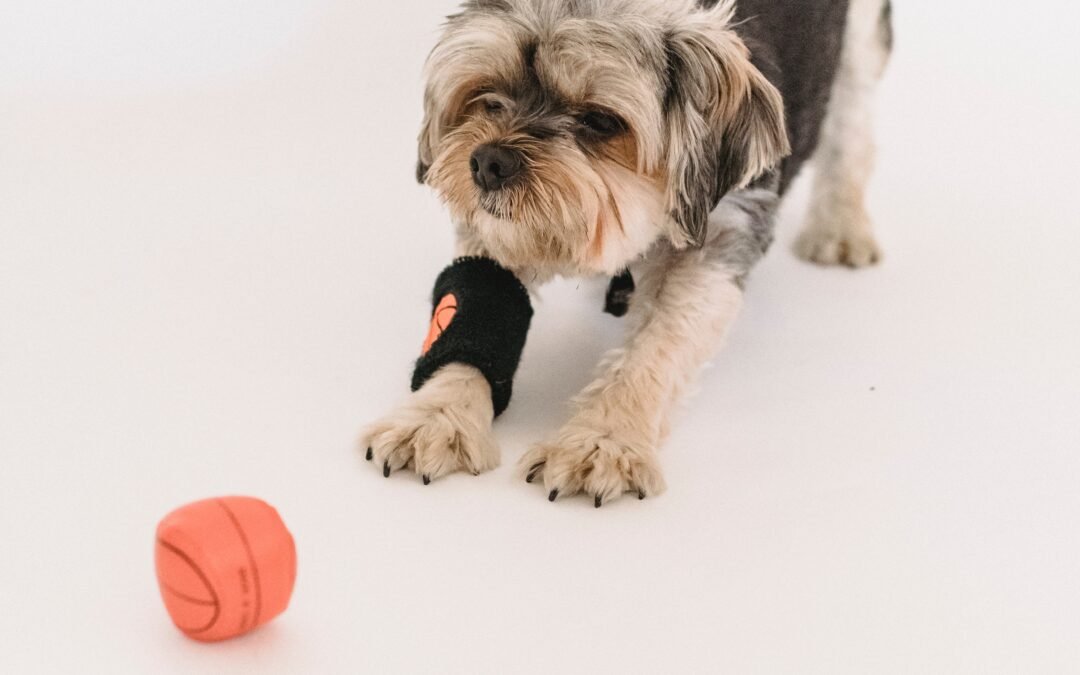 Playing Catch with Your Dog? Check Out These 9 Incredible Dog products!