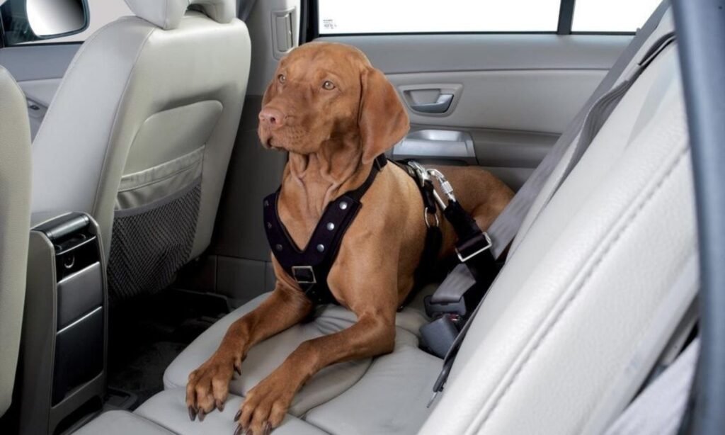 dog seat belts