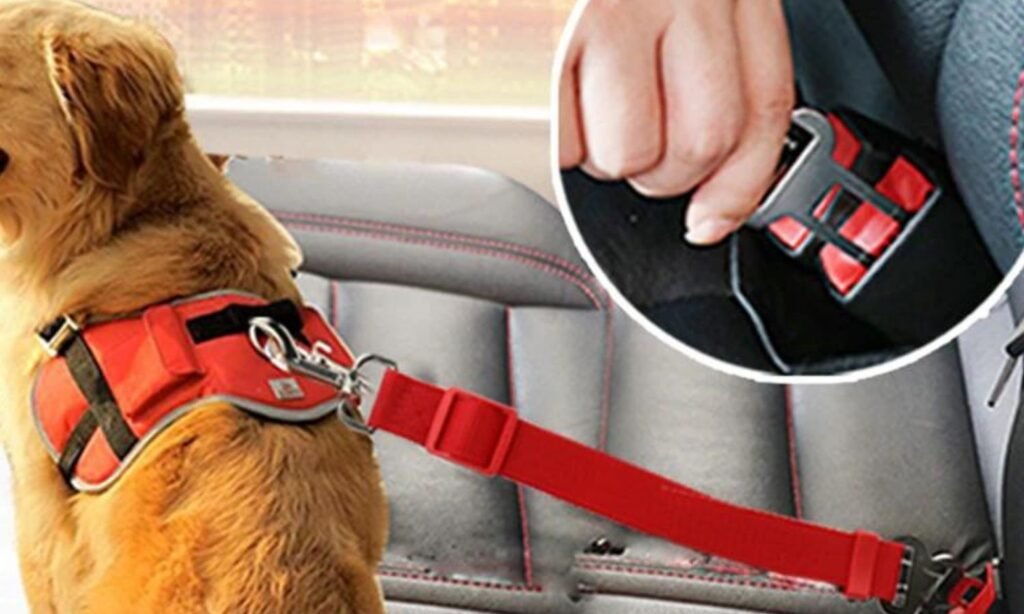 Dogs Are Comfortable With Car Seat Belts