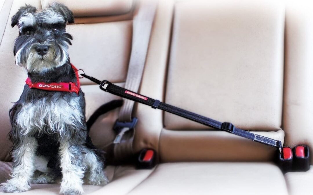 Should I Put A Dog Seat Belts On My Dog?