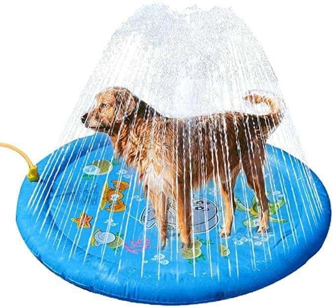 What Every Dog Owner Needs to Know About Splash Pads