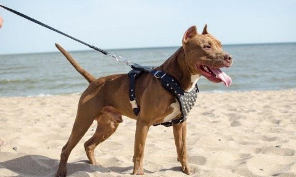 DIY Spiked Dog Harness