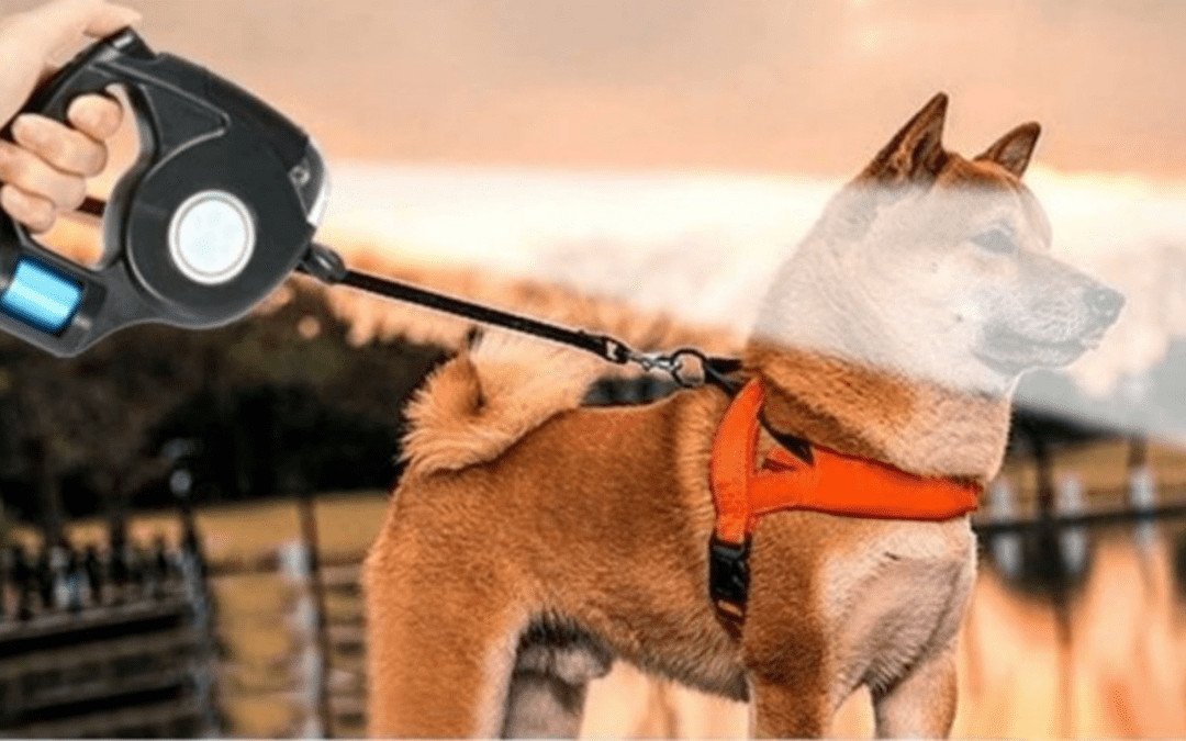 The Retractable Leash with Flashlight You’ve Been Waiting For