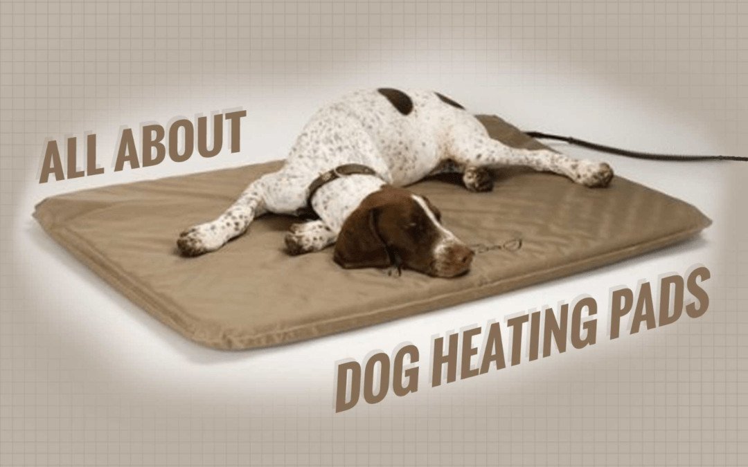 Keep Your Dog Warm With These Dog Heating Pads
