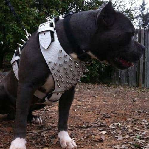 Pros and cons of Spiked Dog Harnesses