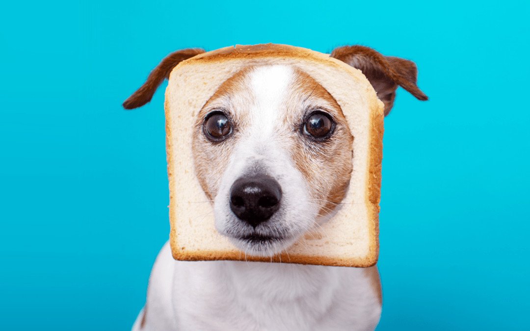 10 human Food That Are Safe For Dogs