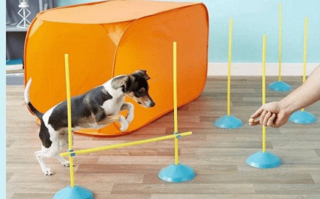 indoor activities for dogs