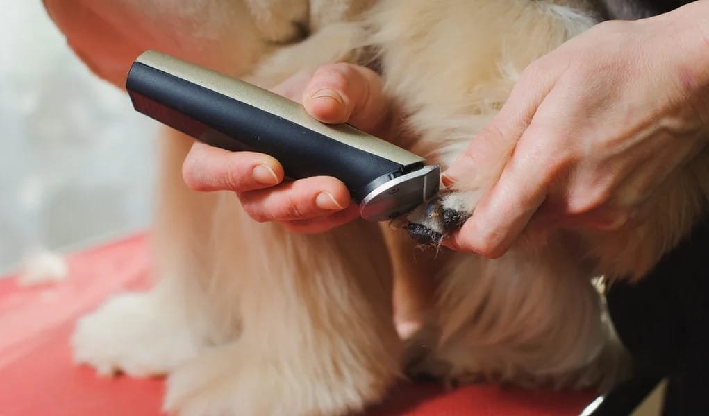 9 Best Hair Clippers for Dog | Professional Dog grooming