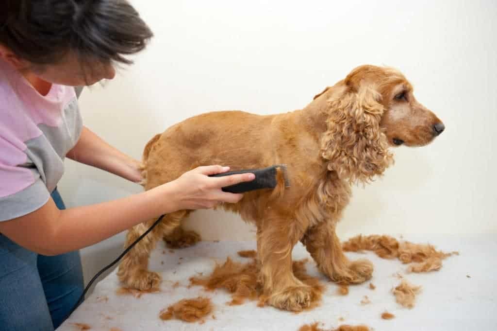 Hair Clippers | Dog grooming