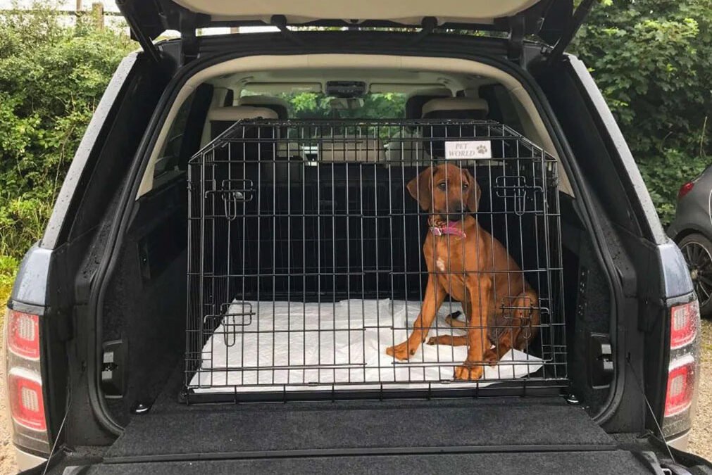 Dog sitting in a kennel in car