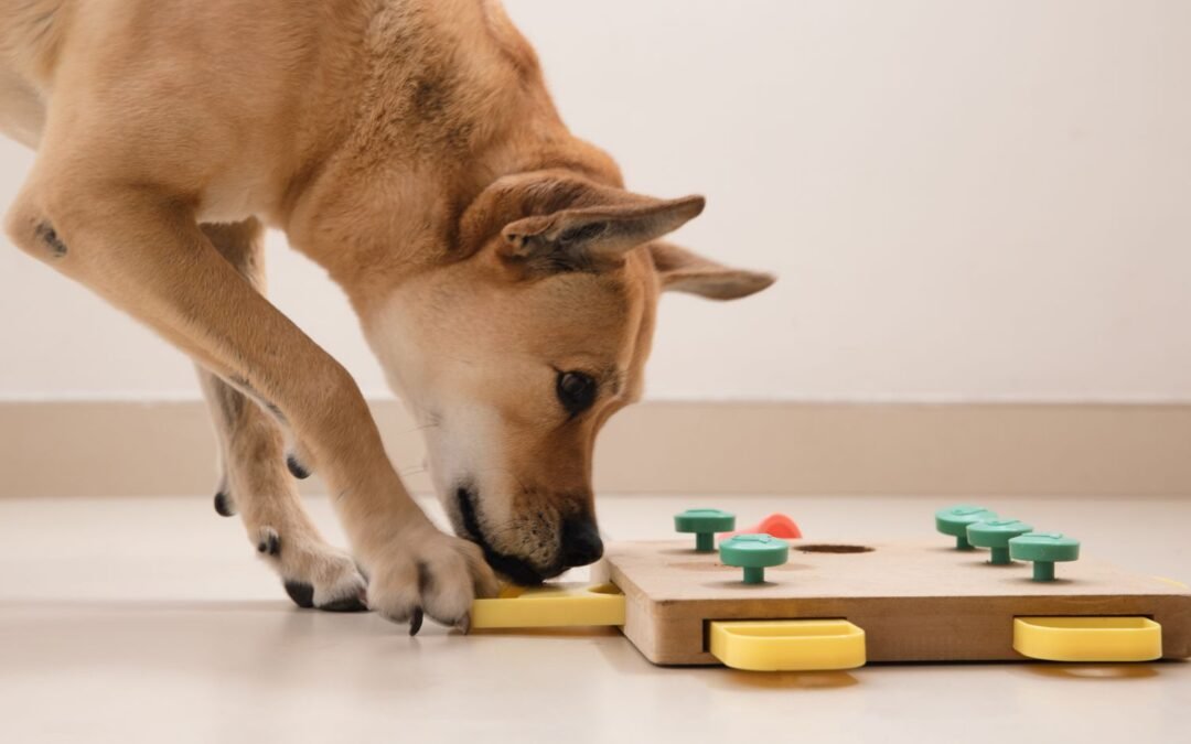 5 Best Dog Puzzle Toys & Games to keep your pup to entertained