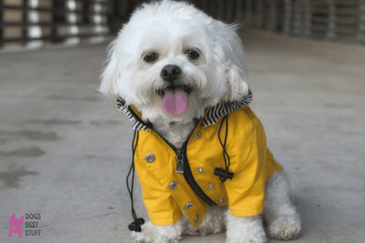 9 Best Raincoats with hoods for dogs | Waterproof Dog Raincoats