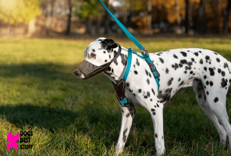 7 Best Comfortable Dog Harnesses of 2023