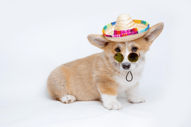 Best 8 Dog Hats for your furry friend of 2023 | Dog Grooming