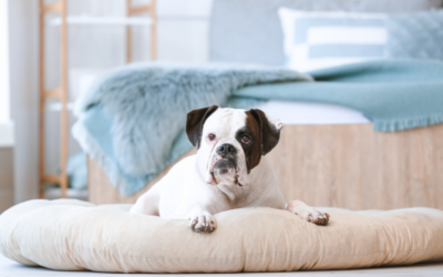Your dog deserves a comfortable place to rest. Discover how to choose the perfect bed for dogs