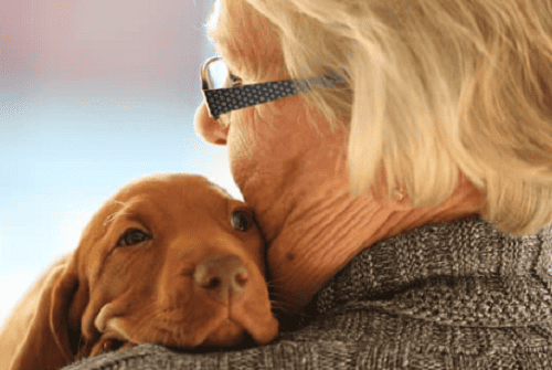 Emotional Support for Pet Owners: