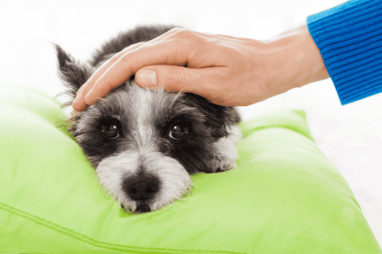 Common Warning Signs of Heart Diseases in Dogs