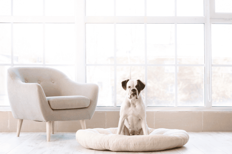 Cotton or Canvas Bed for Dogs