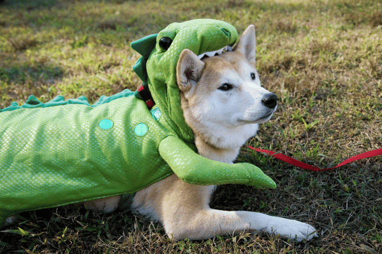 DIY Dog Costumes