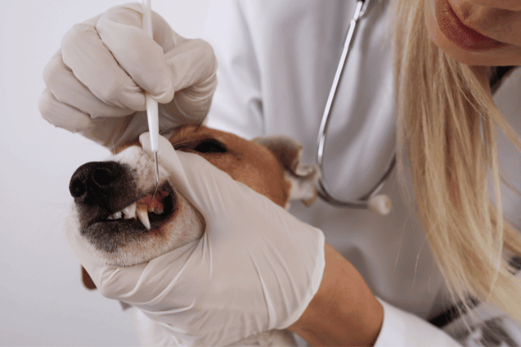 Dental problems cause chewing in dogs