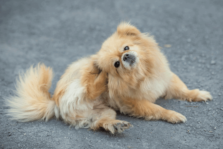 Understanding Dogs Allergies: Causes, Symptoms, and Treatment Options