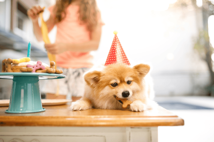 Ideas for dog birthday include Tasty Treats