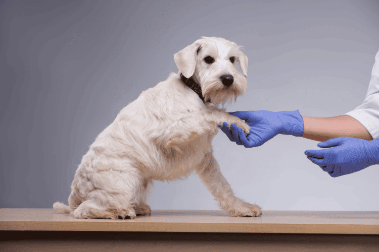 Managing Heart Diseases in Dogs
