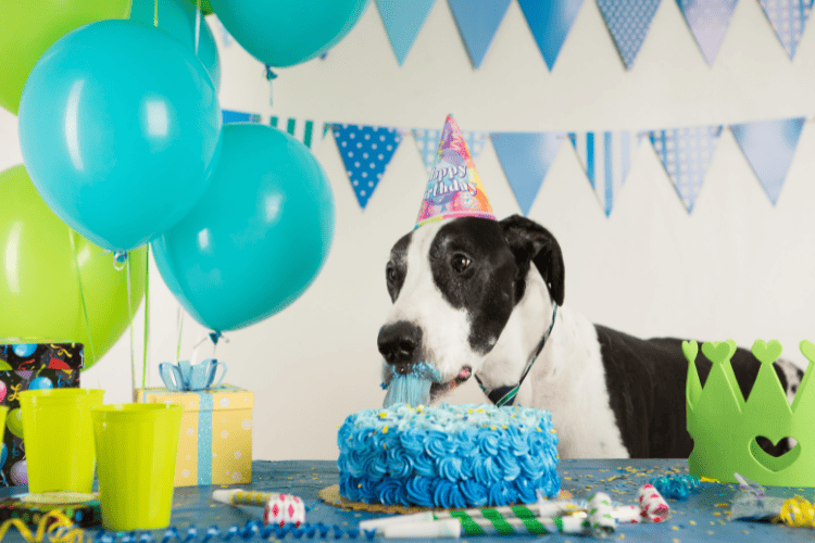 Party Decorations ideas for dog birthday