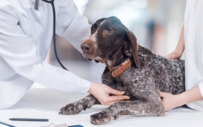 Understanding Heart Diseases in Dogs: Recognizing the Warning Signs