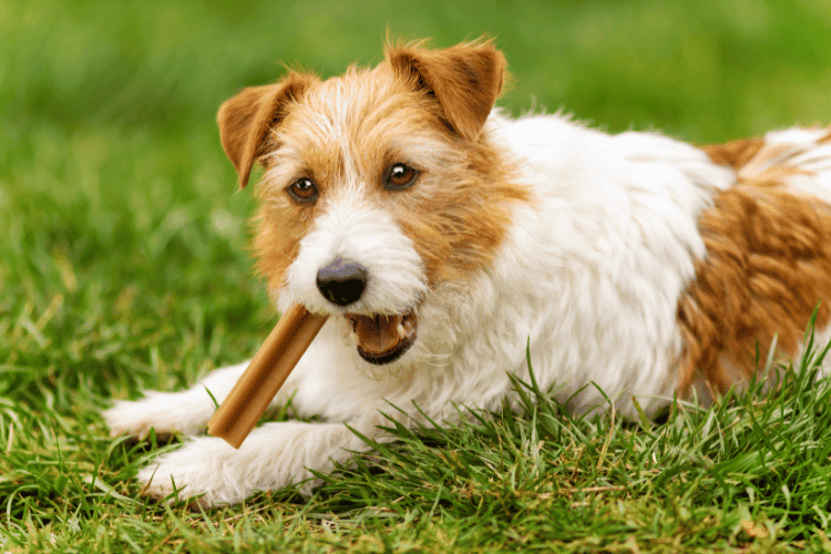 The Science Behind Chewing in Dogs: Understanding the Behavior
