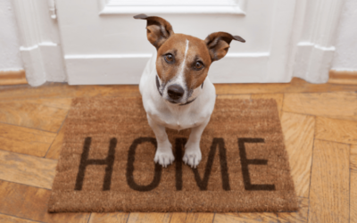 10 Surprising Behaviors for leaving dogs at home alone