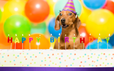 Fantastic ideas for dog birthday party celebrations