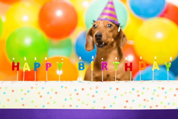 ideas for dog birthday