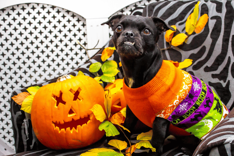 Dog Costumes for Halloween: Unleash the Spooktacular Fun!