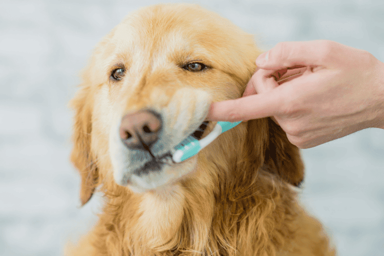 Dental Issues Reasons for a Dog Smelling Like Fish