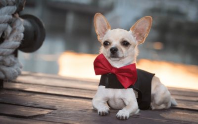 10 Hottest Trends in Designer Dogs Clothes