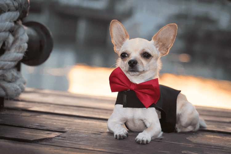 10 Hottest Trends in Designer Dogs Clothes