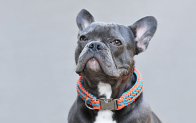 Top 7 Designer Dog Collars for Fashion-Forward Pups