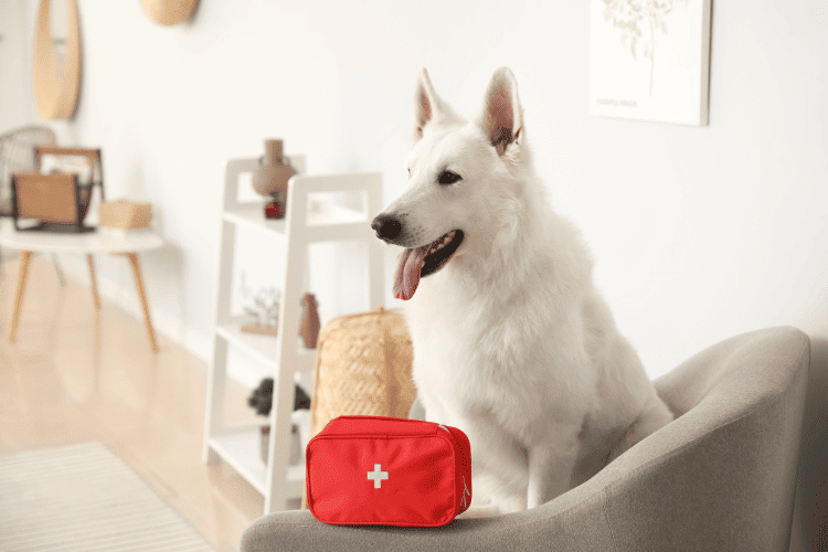 10 Essential Items to Include in Your Doggy First Aid Kit