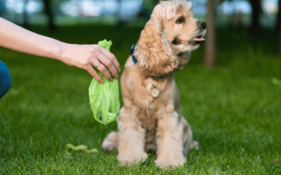 The Importance of Dogs Poop Bag for a Healthier Community