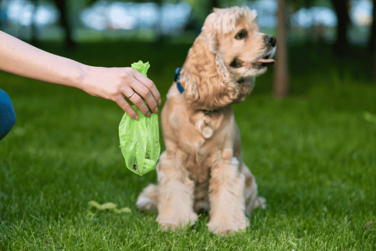 The Importance of Dogs Poop Bag for a Healthier Community