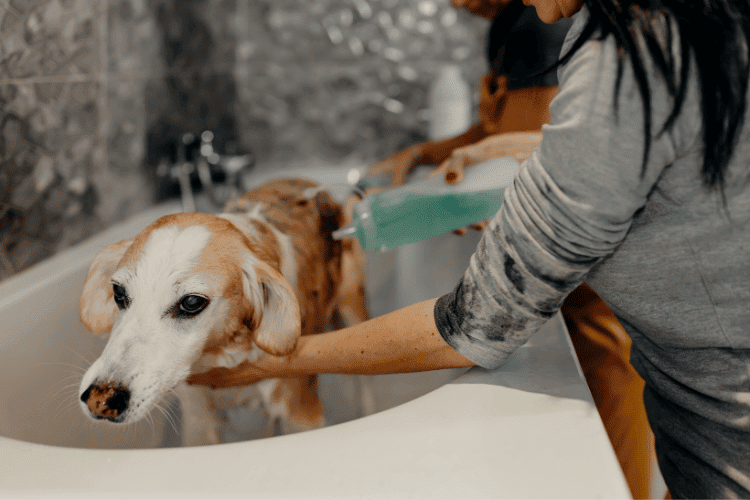 Poor Hygiene reasons for a dog smelling like fish