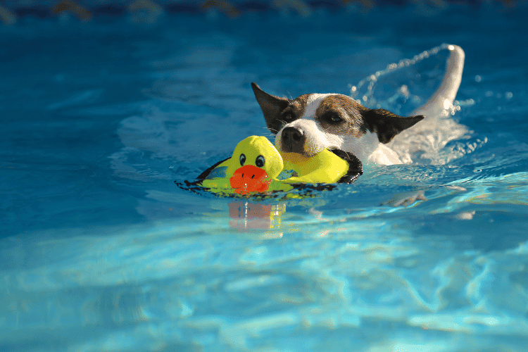 Water Toys for Dog