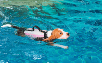 The Benefits of Dog Swimming: Why Your Pup Needs to Take the Plunge