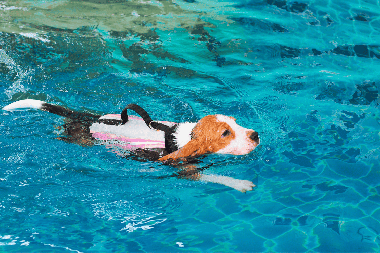 The Benefits of Dog Swimming: Why Your Pup Needs to Take the Plunge