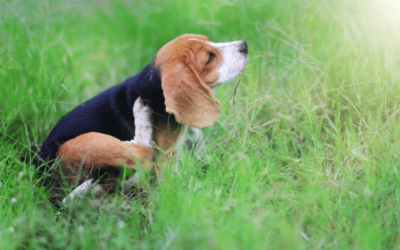 Understanding Dog Allergies to Grass: Symptoms and Solutions