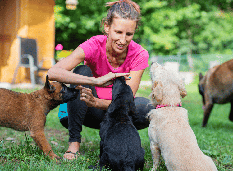 Doggy Training Camp Guide 2023: Unleashing Your Pup’s Potential