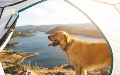 Golden Mountain Dogs: The Perfect Blend of Love and Loyalty