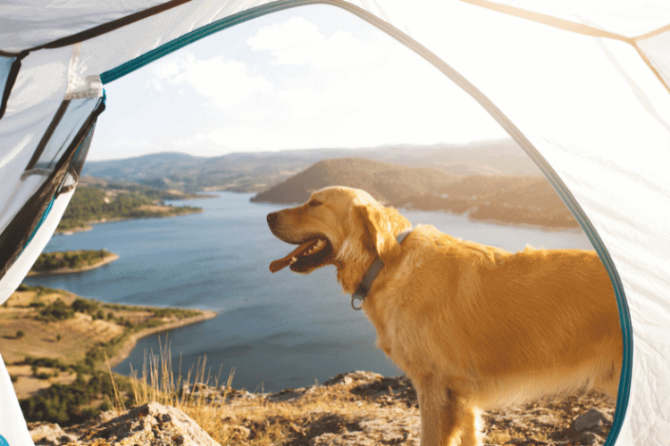 Golden Mountain Dogs: The Perfect Blend of Love and Loyalty